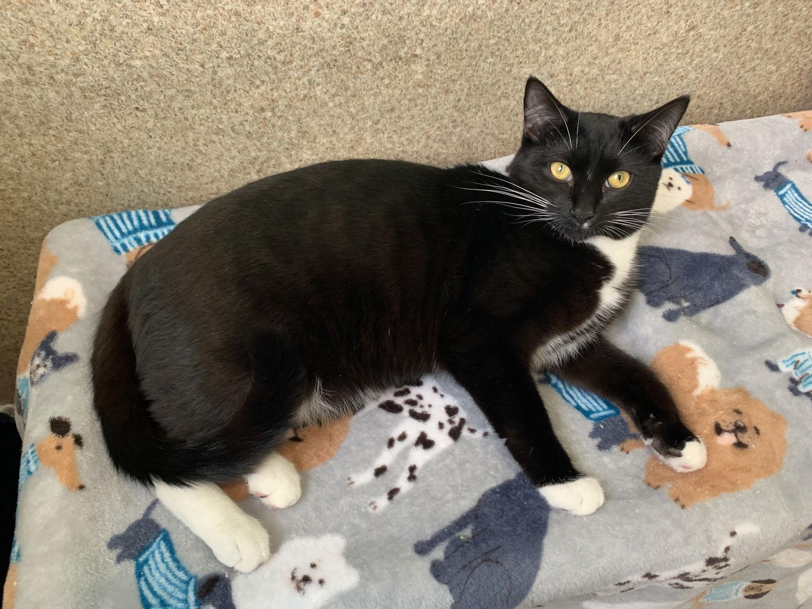 Enlarge Jasper, a Adoptable mixed breed in Mc Cormick, SC image 3/3