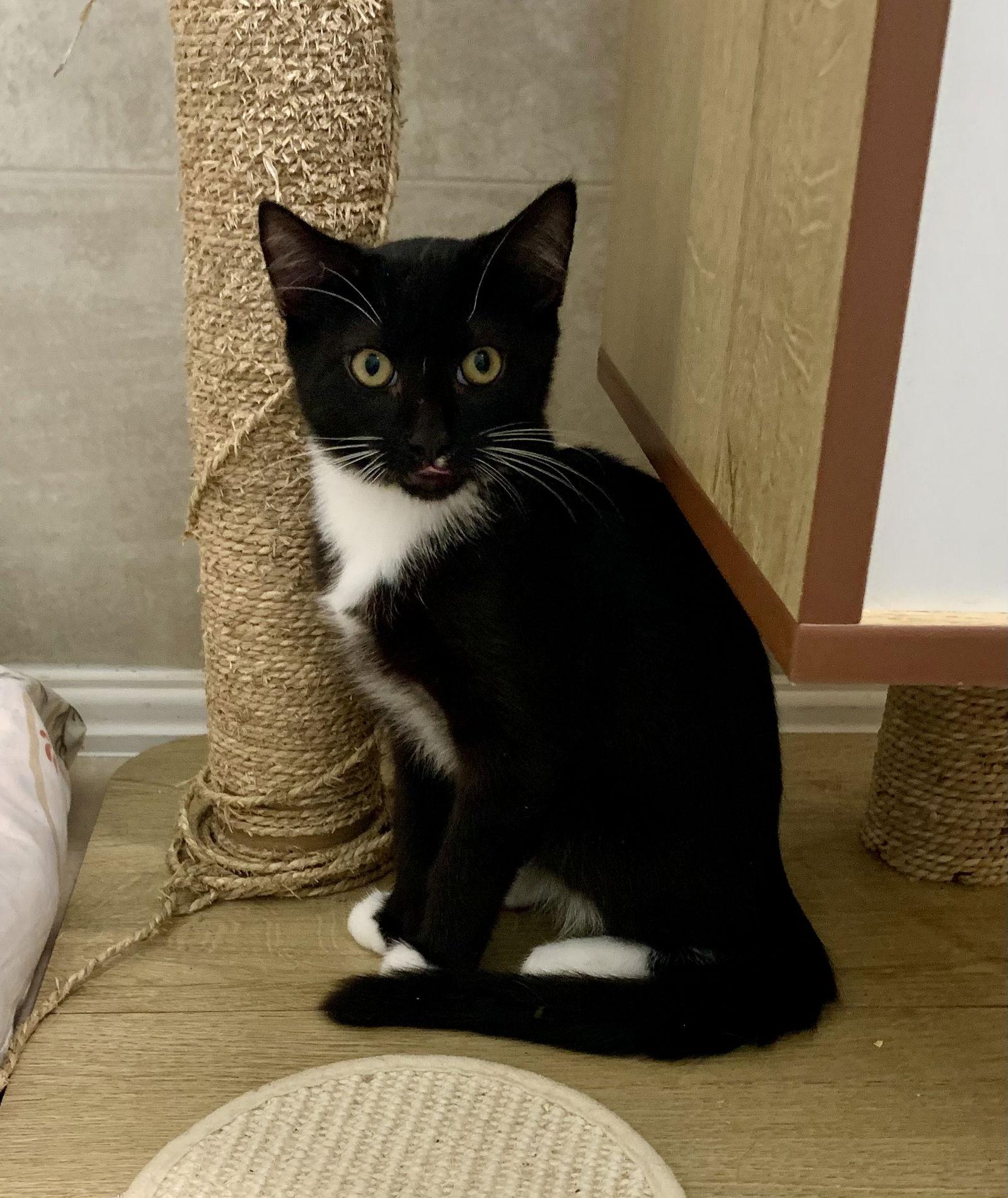 Jasper, a Adoptable mixed breed image 3/3