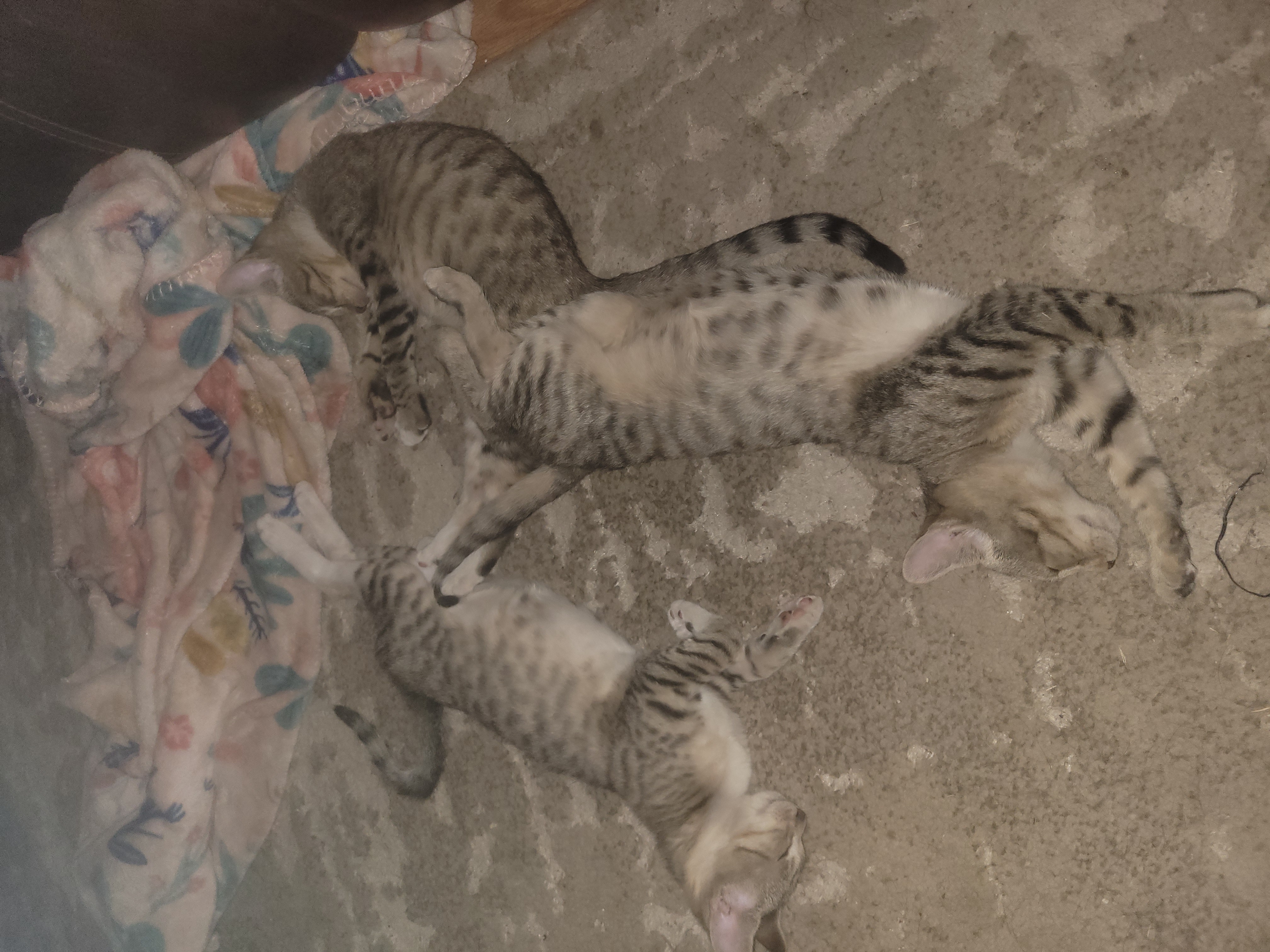 DOROTHY, Adoptable, Kitten Female American Shorthair.