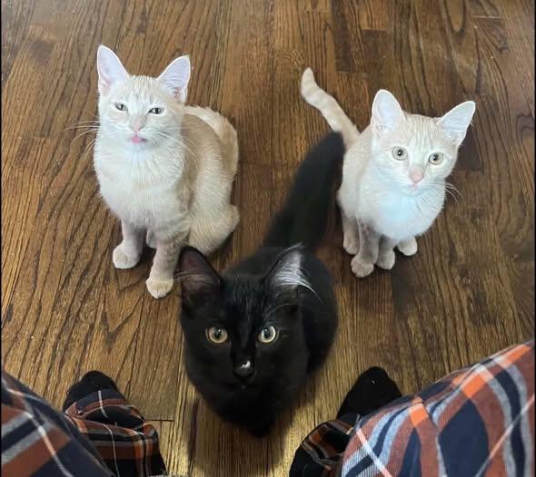 Enlarge onyx, a Adoptable Domestic Medium Hair in Westland, MI image 2/2