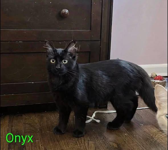 onyx, Adoptable, Kitten Male Domestic Medium Hair.