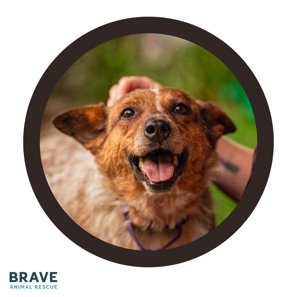Rosie, Adoptable, Adult Female Cattle Dog.