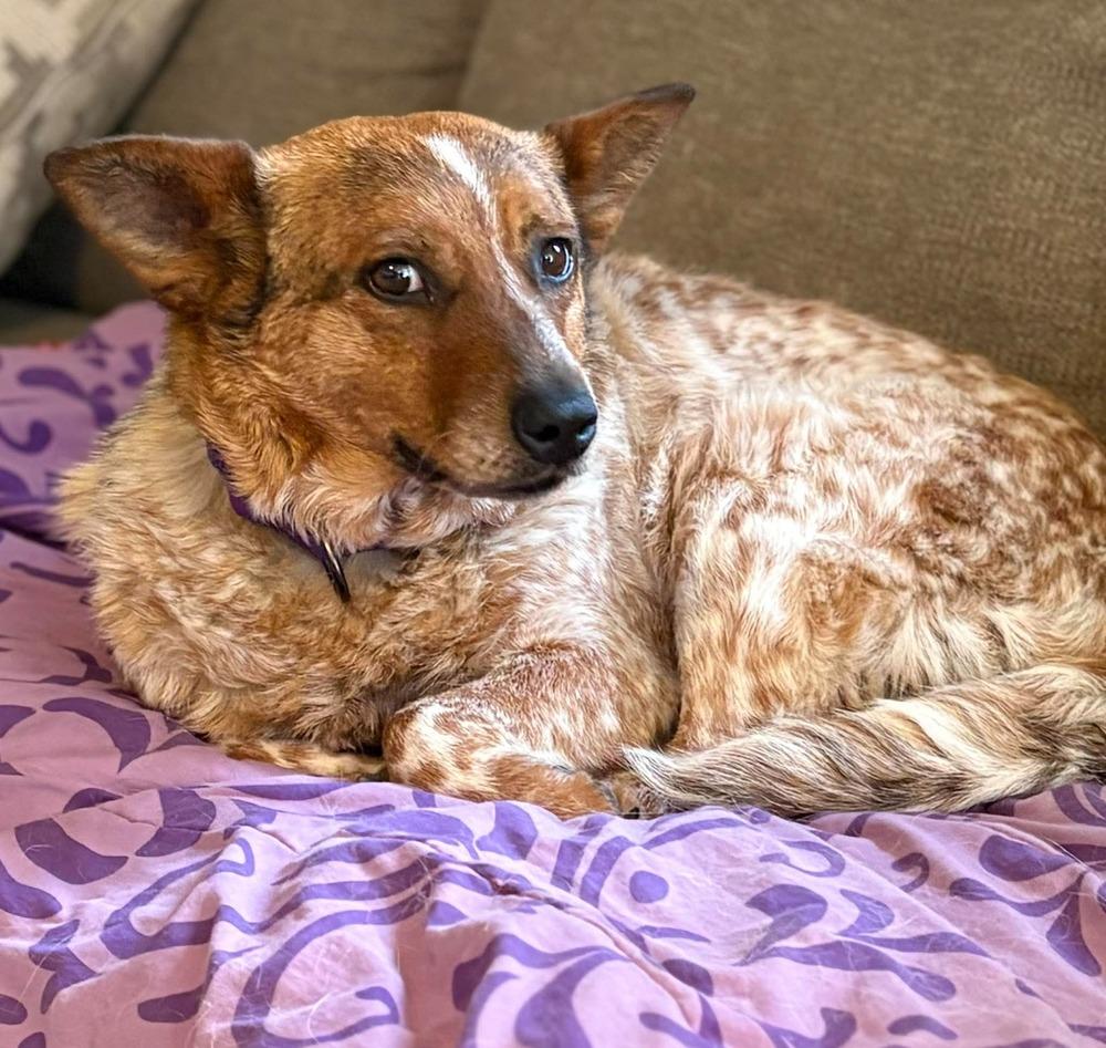Rosie, Adoptable, Adult Female Cattle Dog.