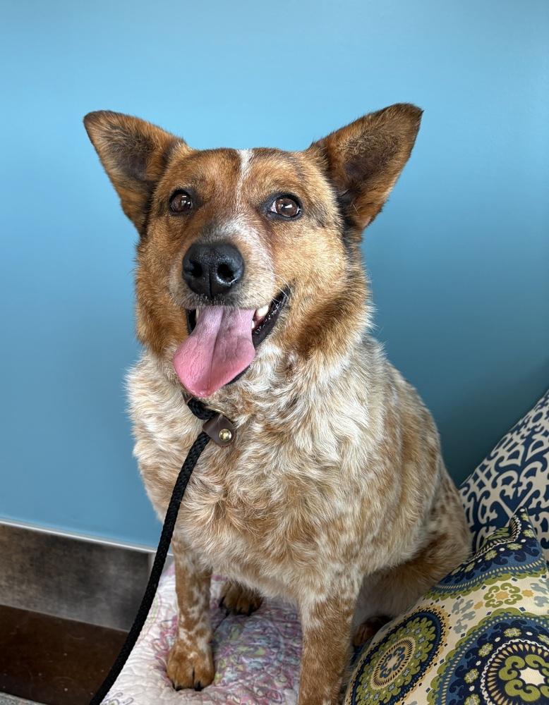 Rosie, Adoptable, Adult Female Cattle Dog.