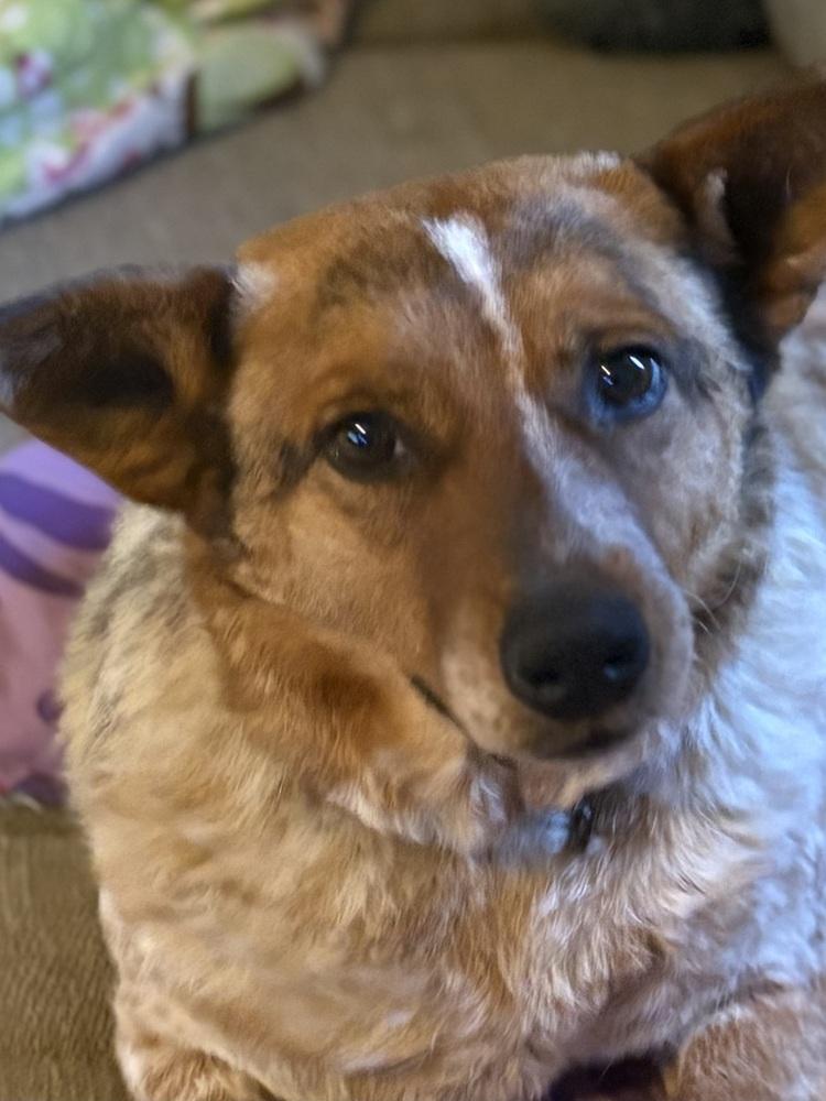 Rosie, a Adoptable mixed breed in Lincoln, NE image 2/5