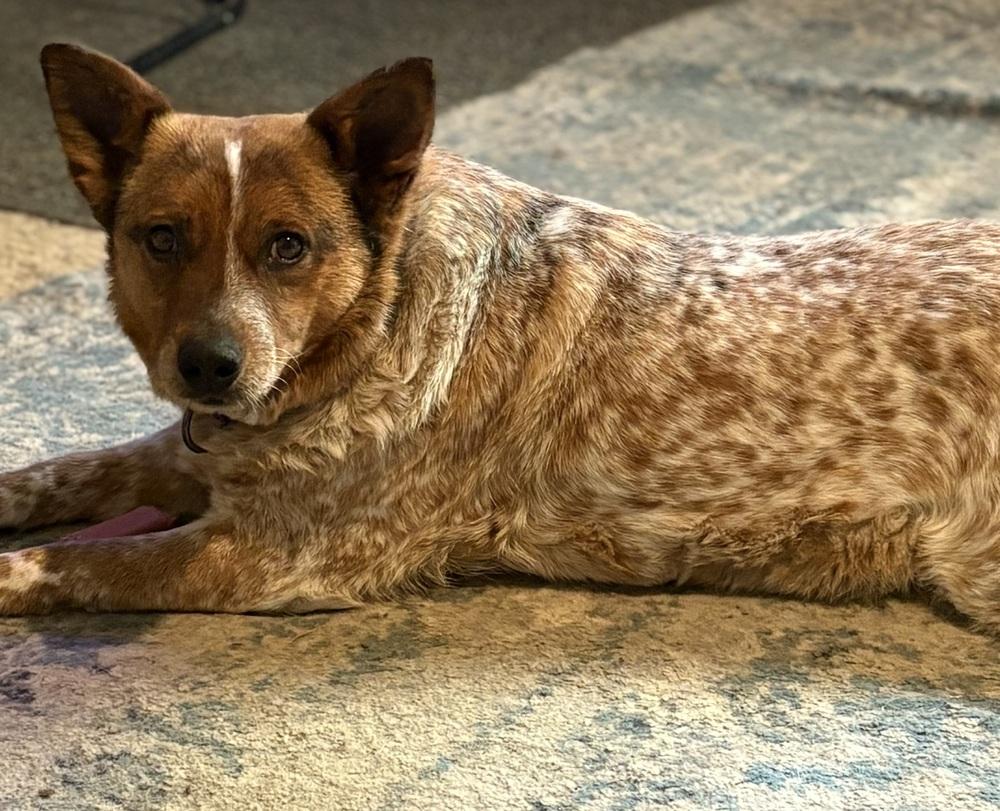 Rosie, a Adoptable mixed breed in Lincoln, NE image 3/5