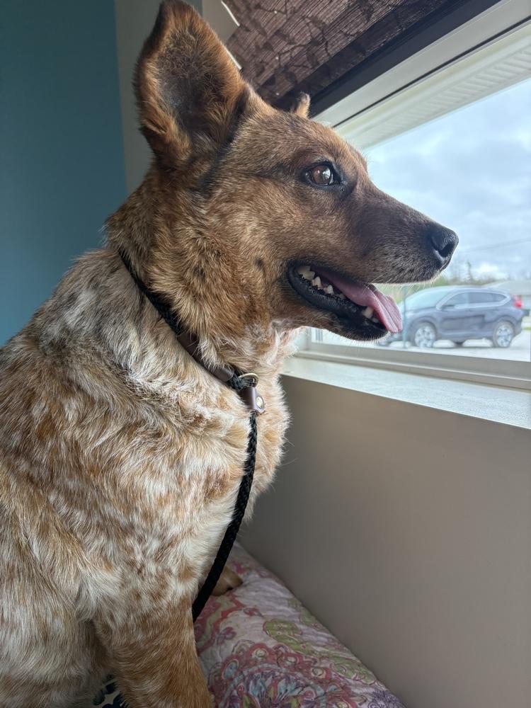 Rosie, a Adoptable mixed breed in Lincoln, NE image 4/5