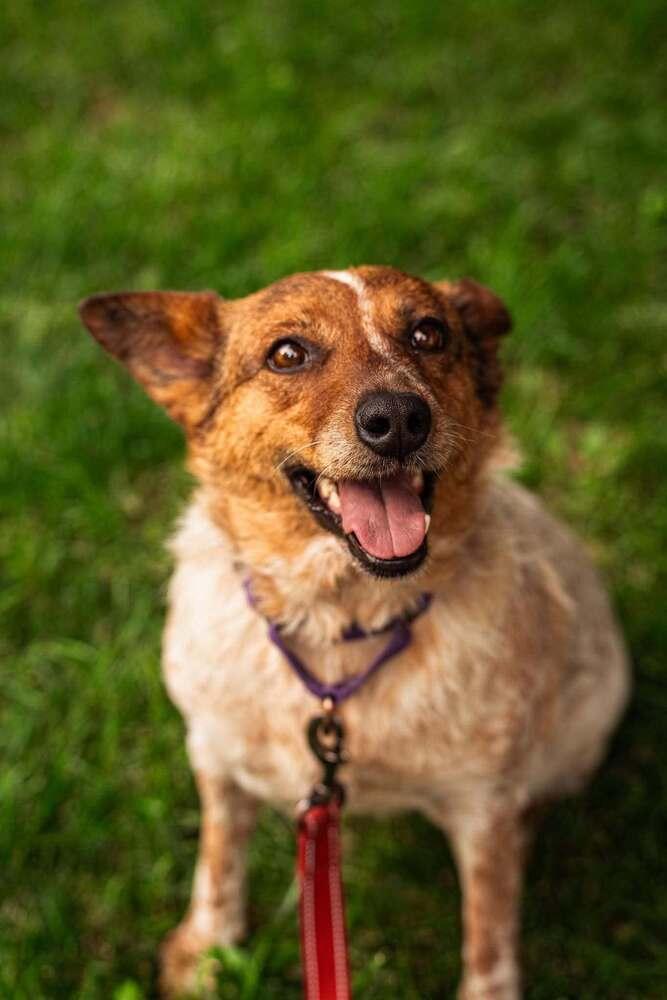 Rosie, a Adoptable mixed breed in Lincoln, NE image 3/6