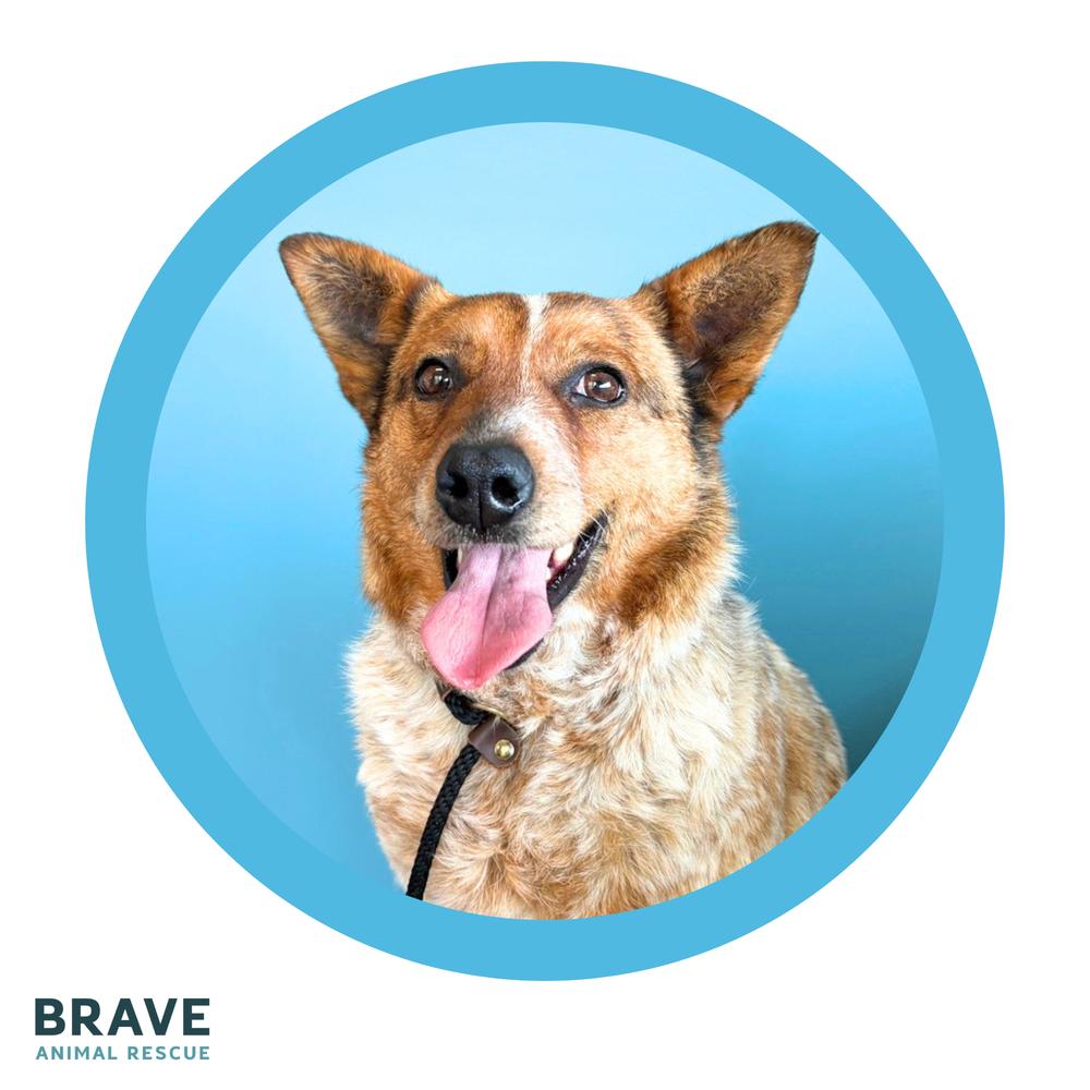 Enlarge Rosie, a Adoptable mixed breed in Lincoln, NE image 5/6