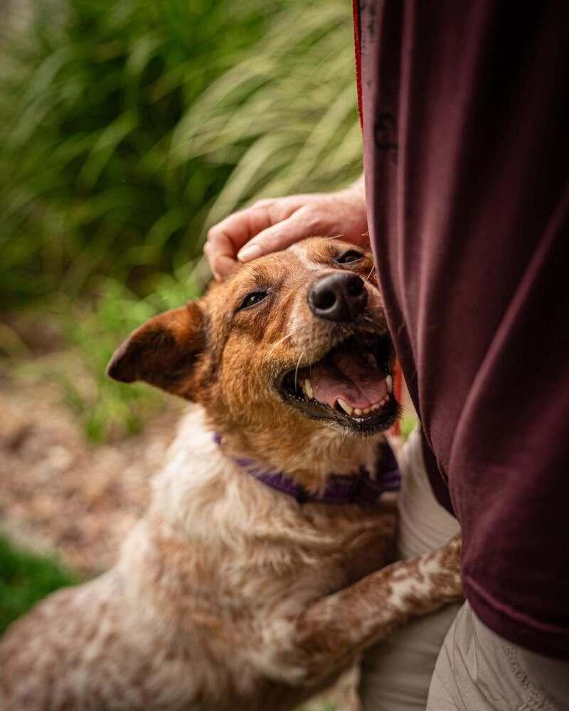 Rosie, a Adoptable mixed breed in Lincoln, NE image 5/6