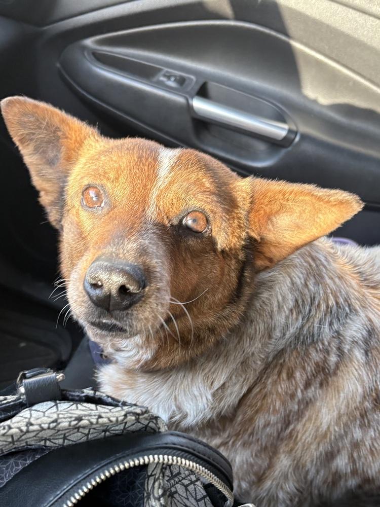Rosie, a Adoptable mixed breed in Lincoln, NE image 5/5