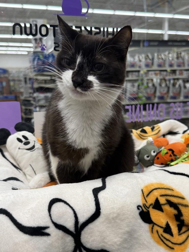 Enlarge Roxana (Rocky), a Adoptable mixed breed in Orlando, FL image 2/6