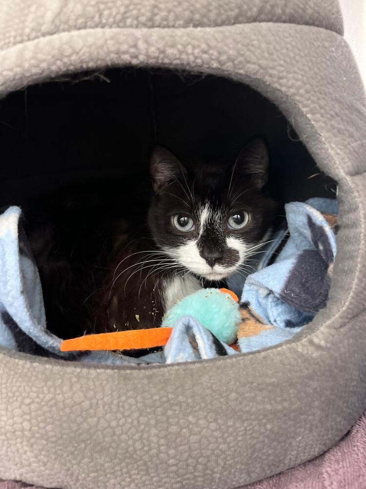 Roxana (Rocky), Adoptable, Adult Male Domestic Short Hair.