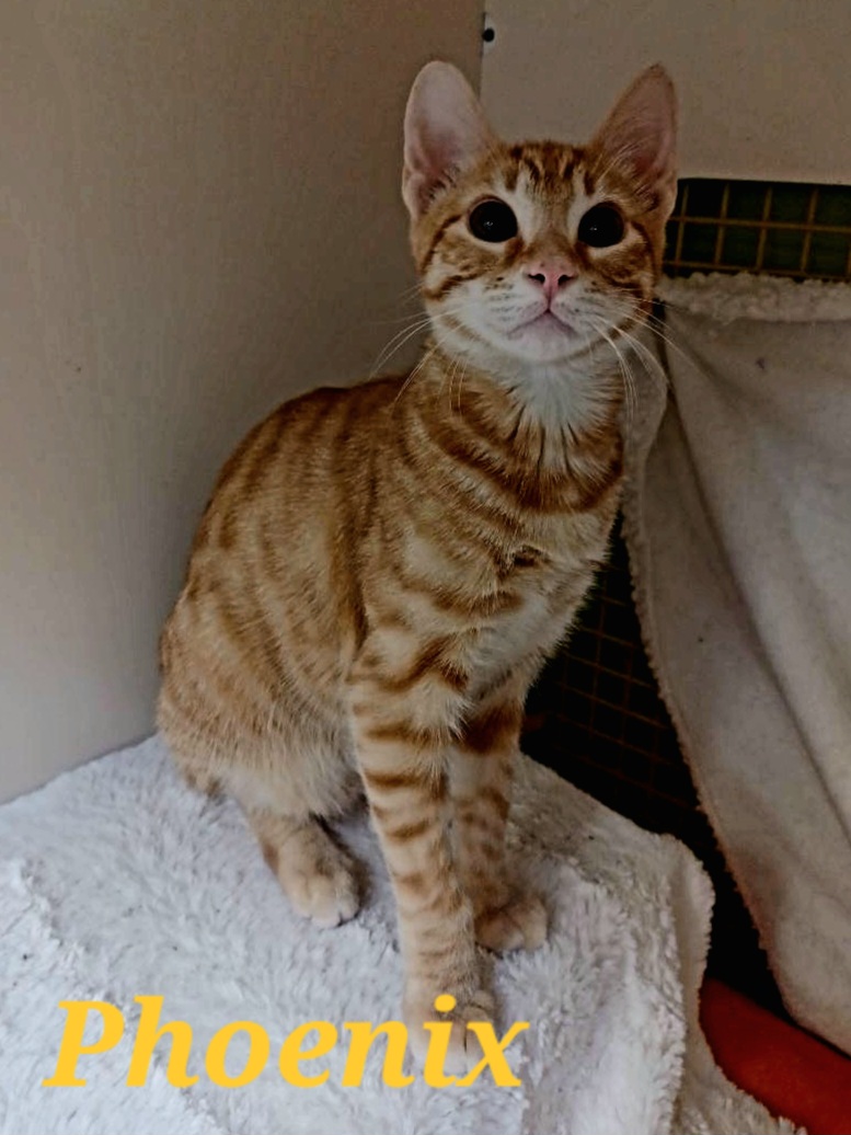 Phoenix, a Adoptable mixed breed in Monrovia, CA image 3/6