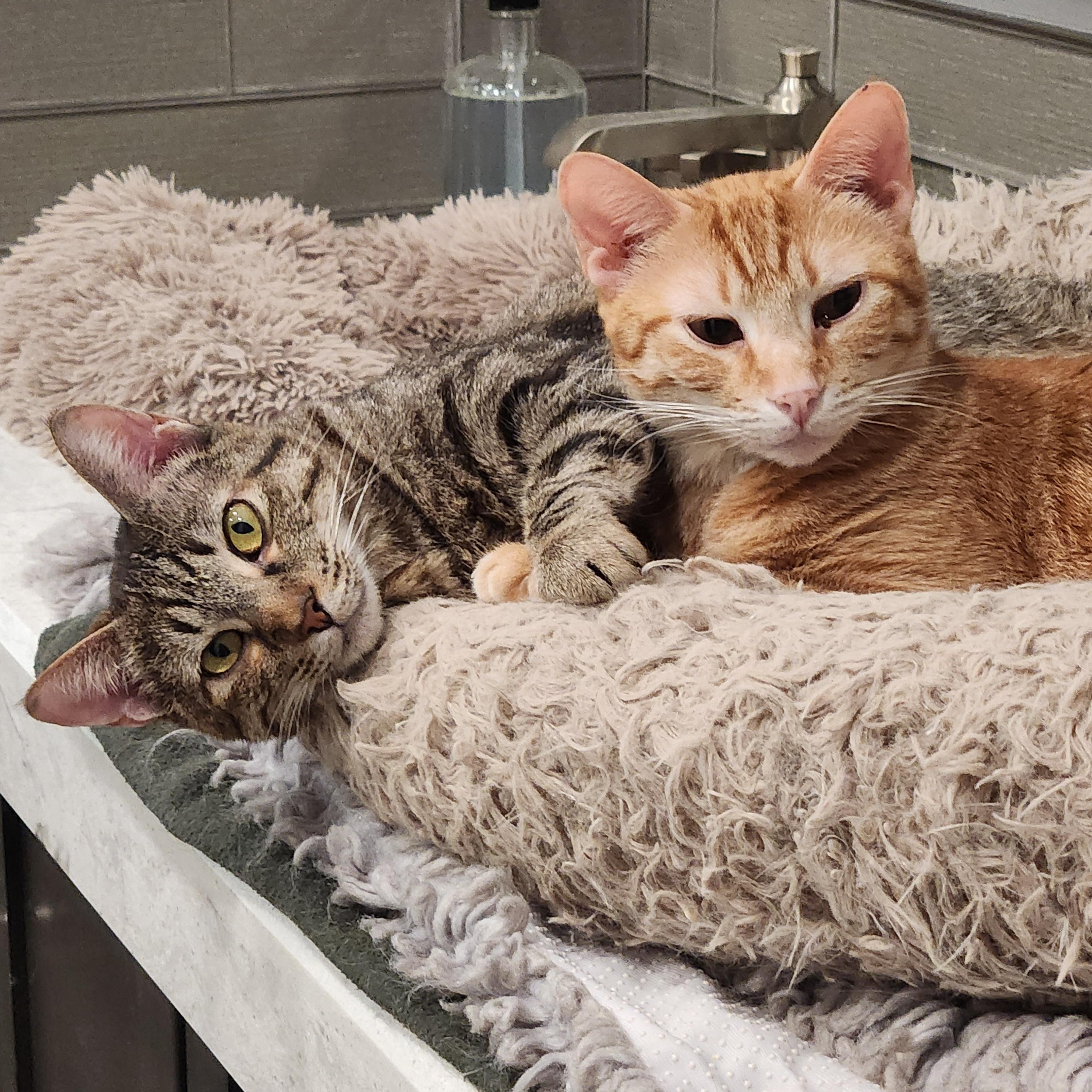 Phoenix, Adult Male Domestic Short Hair