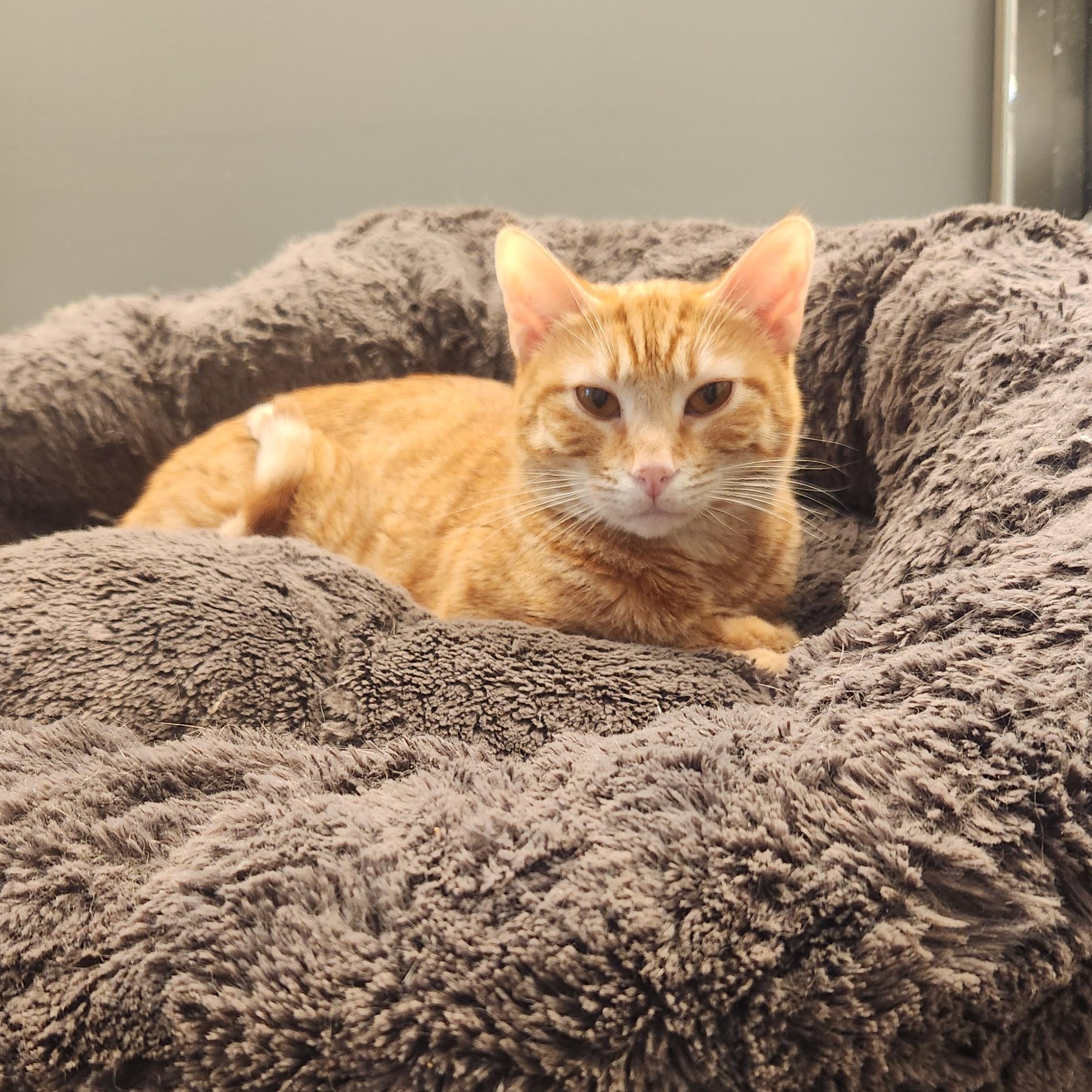 Phoenix, a Adoptable mixed breed in Monrovia, CA image 2/6