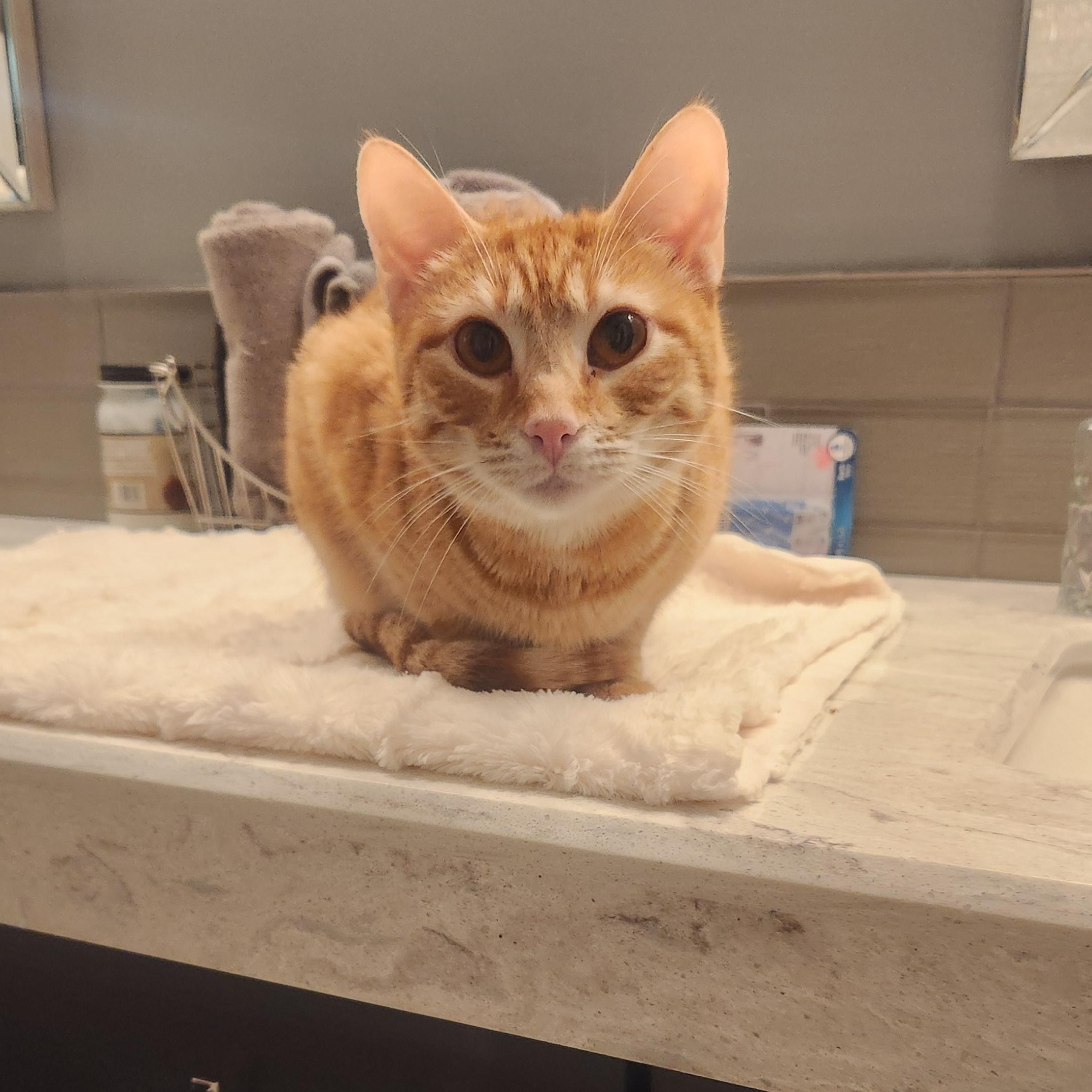 Phoenix, a Adoptable mixed breed in Monrovia, CA image 6/6