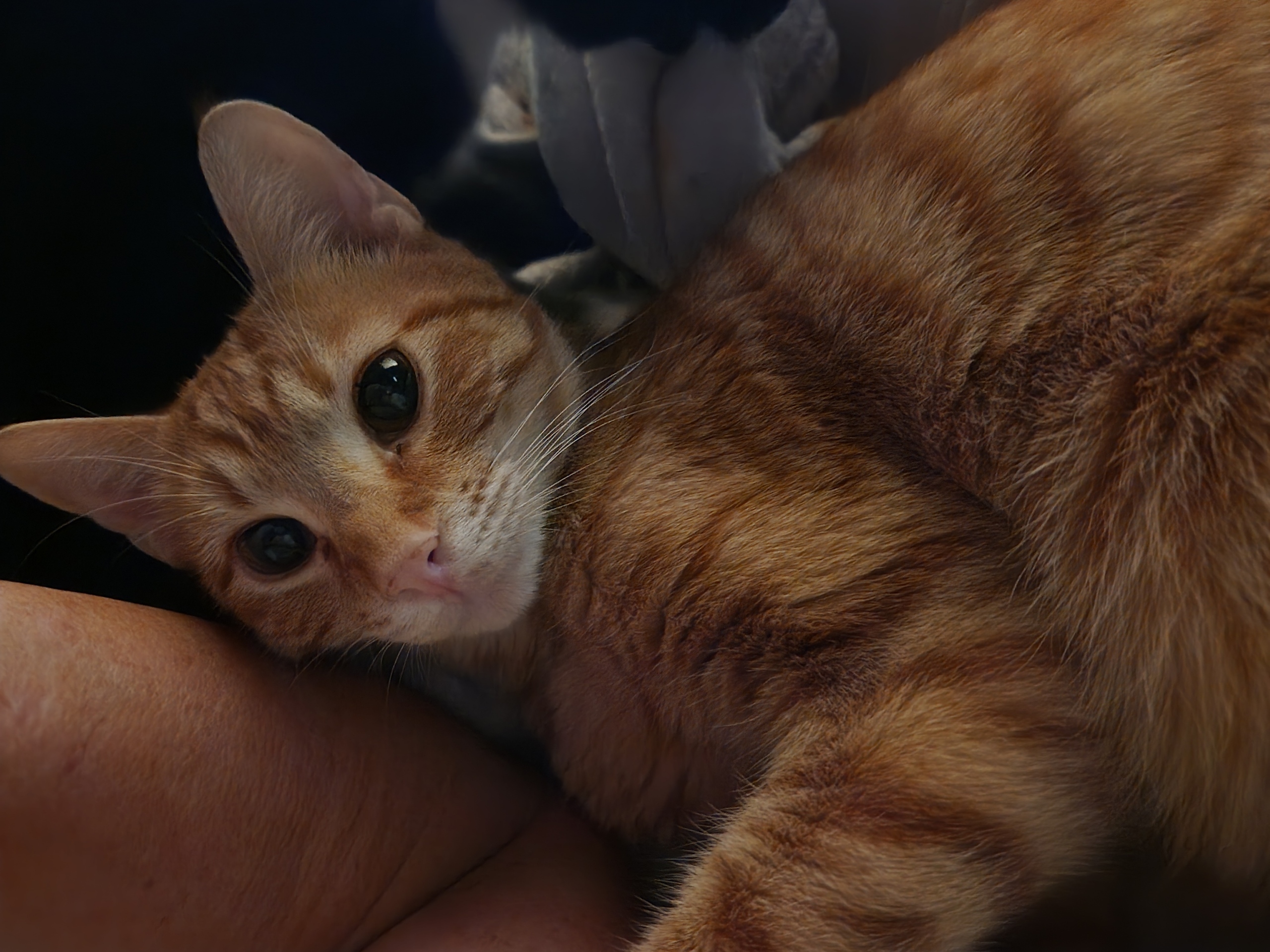 Phoenix, a Adoptable mixed breed in Monrovia, CA image 5/6