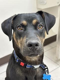 George, a ADOPTABLE mixed breed in Las Vegas, NV image 2/4