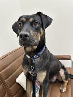 George, a ADOPTABLE mixed breed in Las Vegas, NV image 3/4