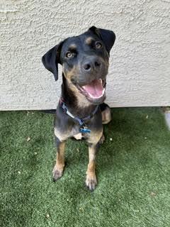 George, a ADOPTABLE mixed breed in Las Vegas, NV image 4/4