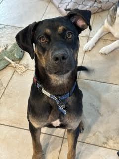 George, a ADOPTABLE mixed breed in Las Vegas, NV image 1/4