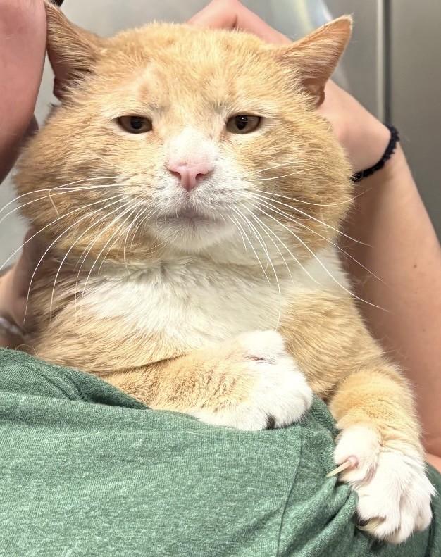 Puff 2, ADOPTABLE, Adult Male Domestic Short Hair.
