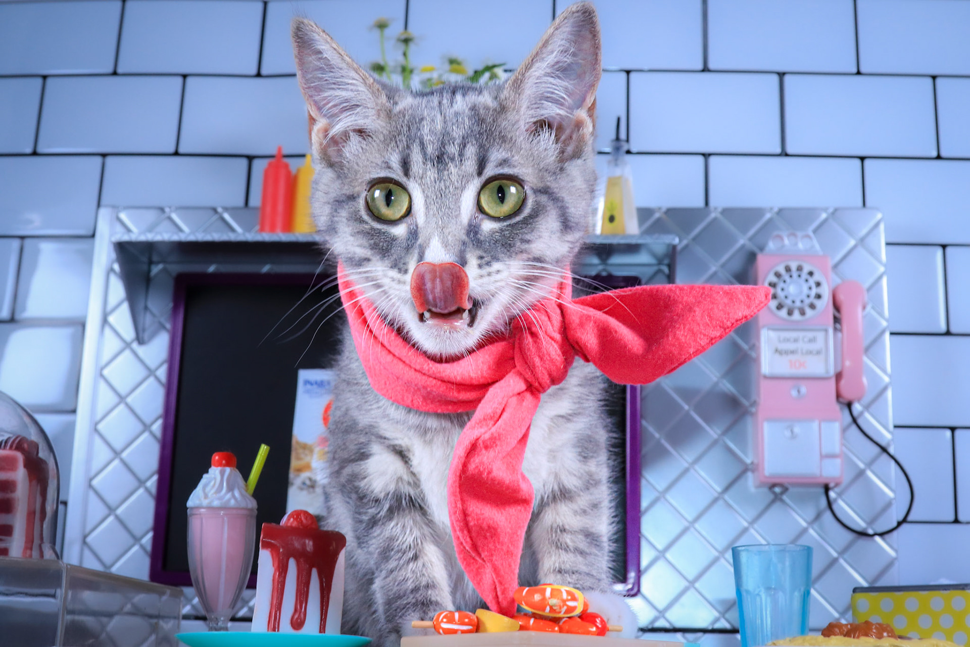 Enlarge Faith, a Adoptable mixed breed in Parker, TX image 1/4