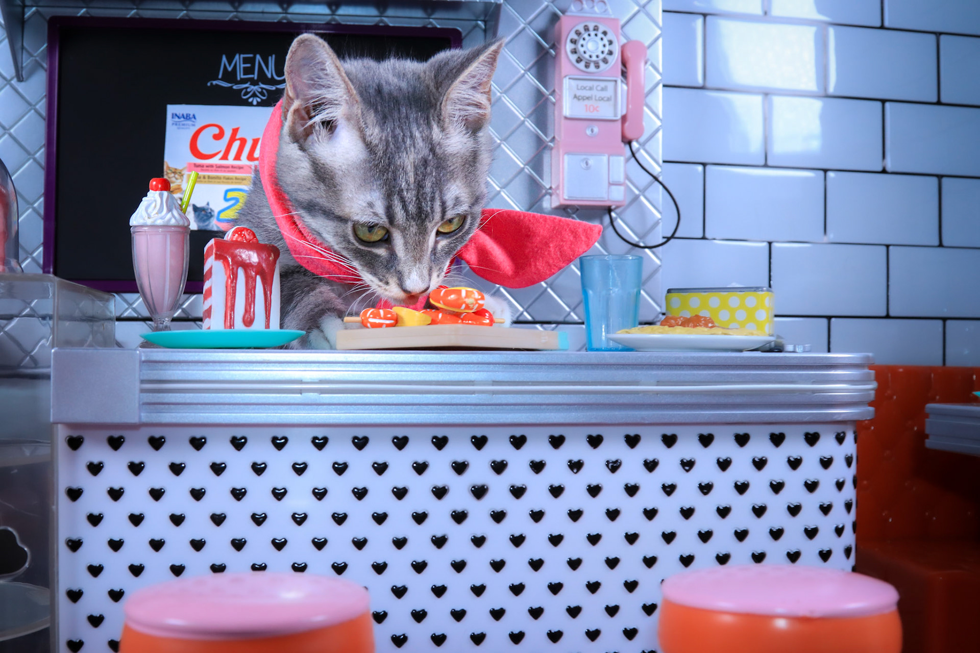 Enlarge Faith, a Adoptable mixed breed in Parker, TX image 4/4