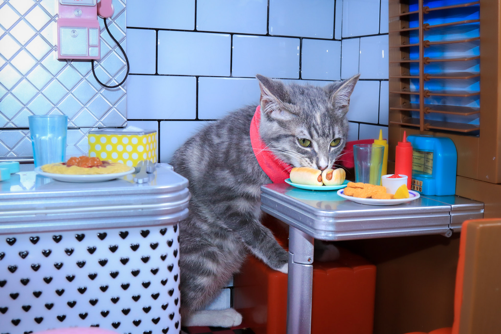 Enlarge Faith, a Adoptable mixed breed in Parker, TX image 2/4