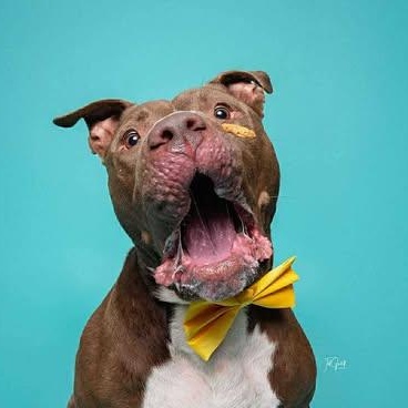 Bear — thumbnail 4