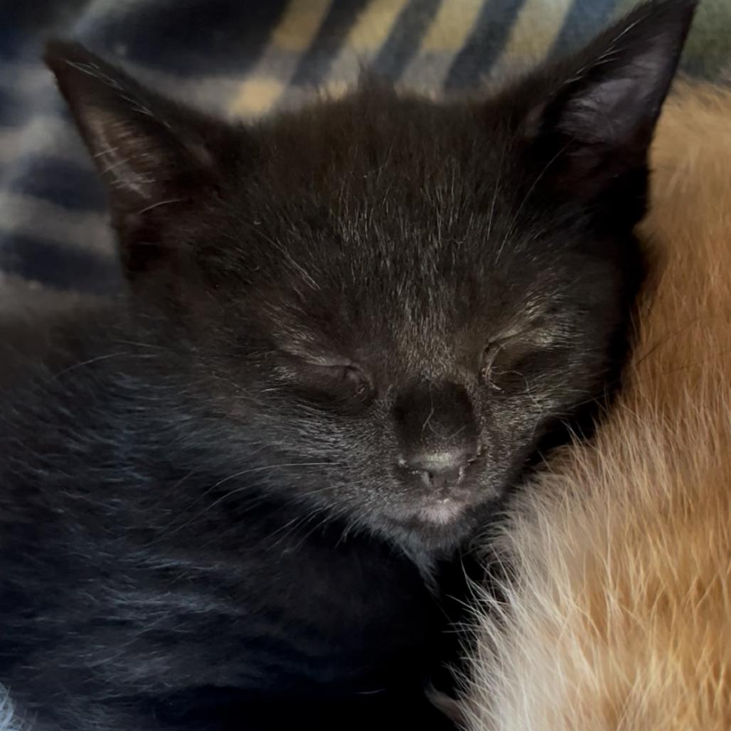Onyx, Adoptable, Kitten Male Domestic Short Hair.
