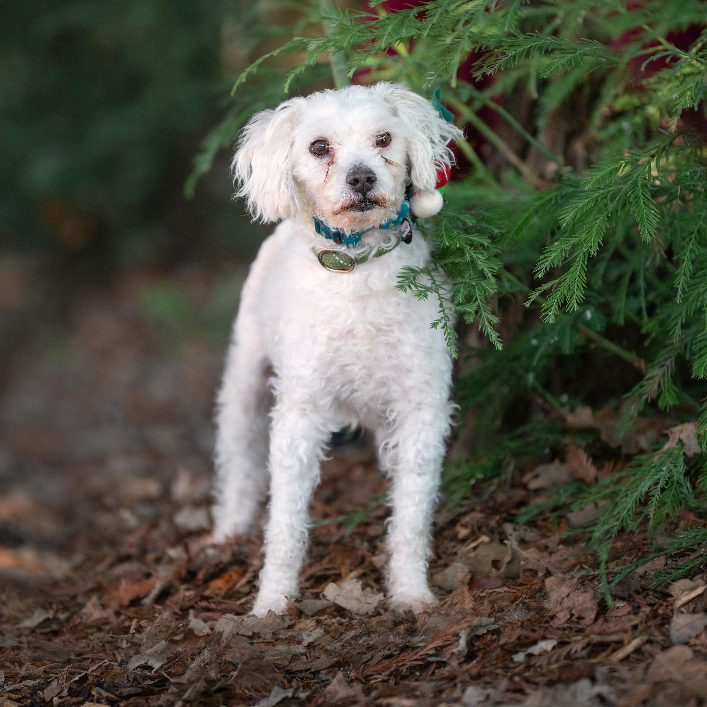 Mayito, Adoptable, Adult Male Poodle.