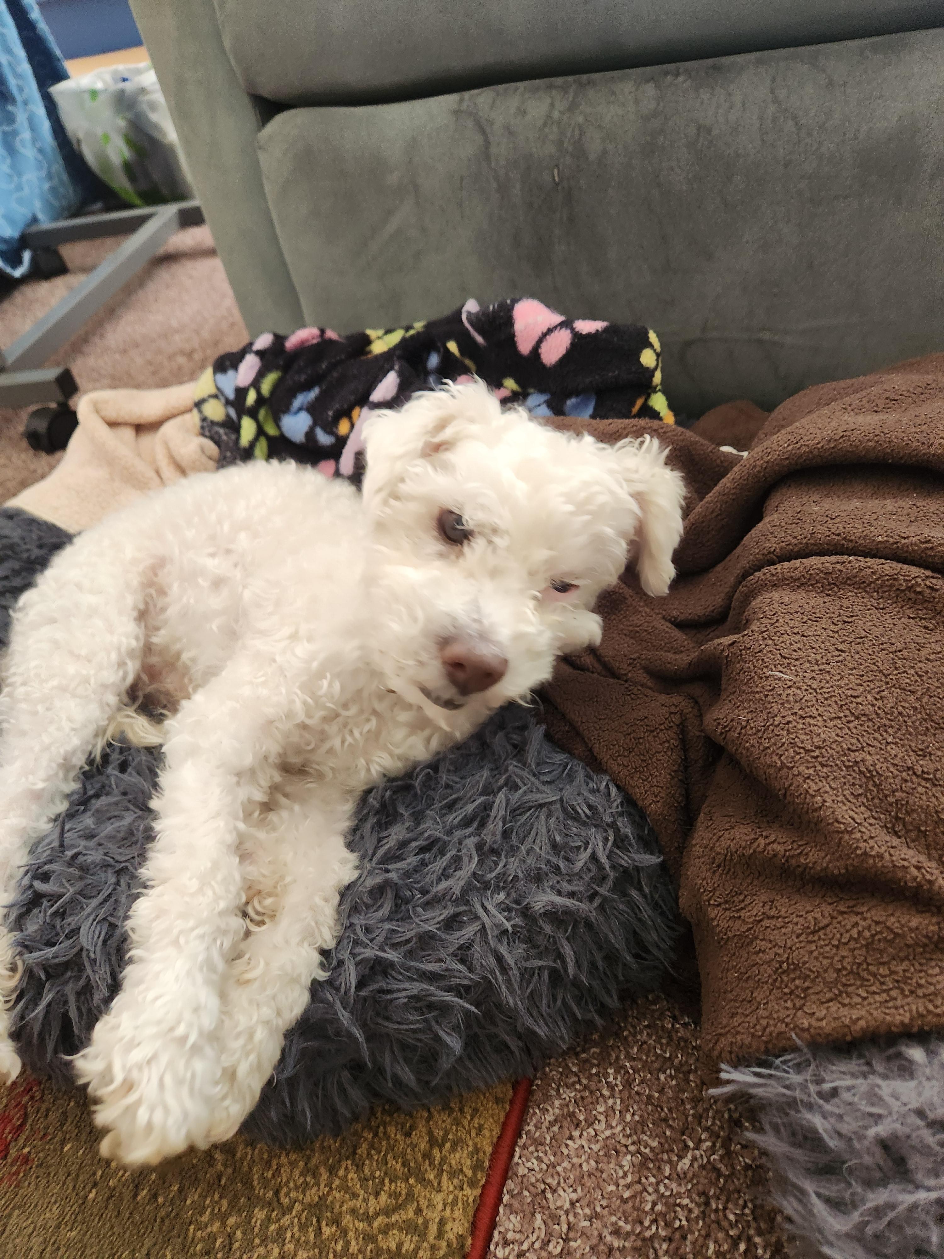 Mayito, Adoptable, Adult Male Poodle.
