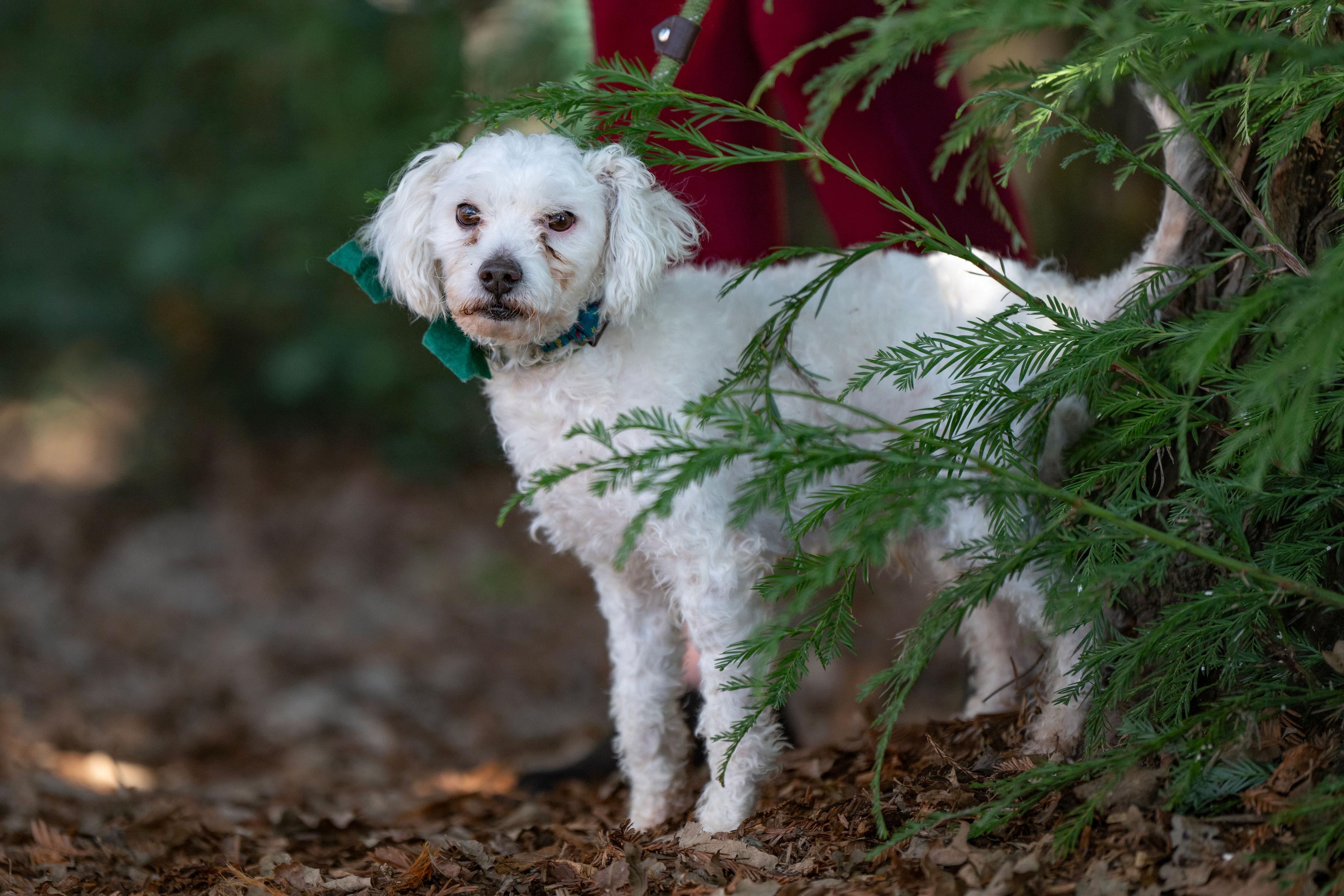 Mayito, a Adoptable mixed breed in Santa Rosa, CA image 3/6