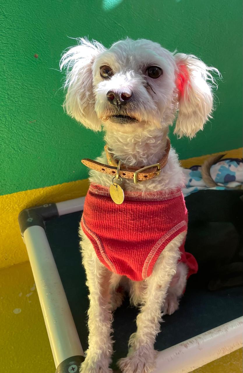 Mayito, a Adoptable mixed breed in Santa Rosa, CA image 4/6