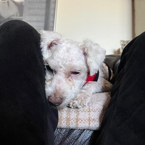 Mayito, a Adoptable mixed breed in Santa Rosa, CA image 5/6