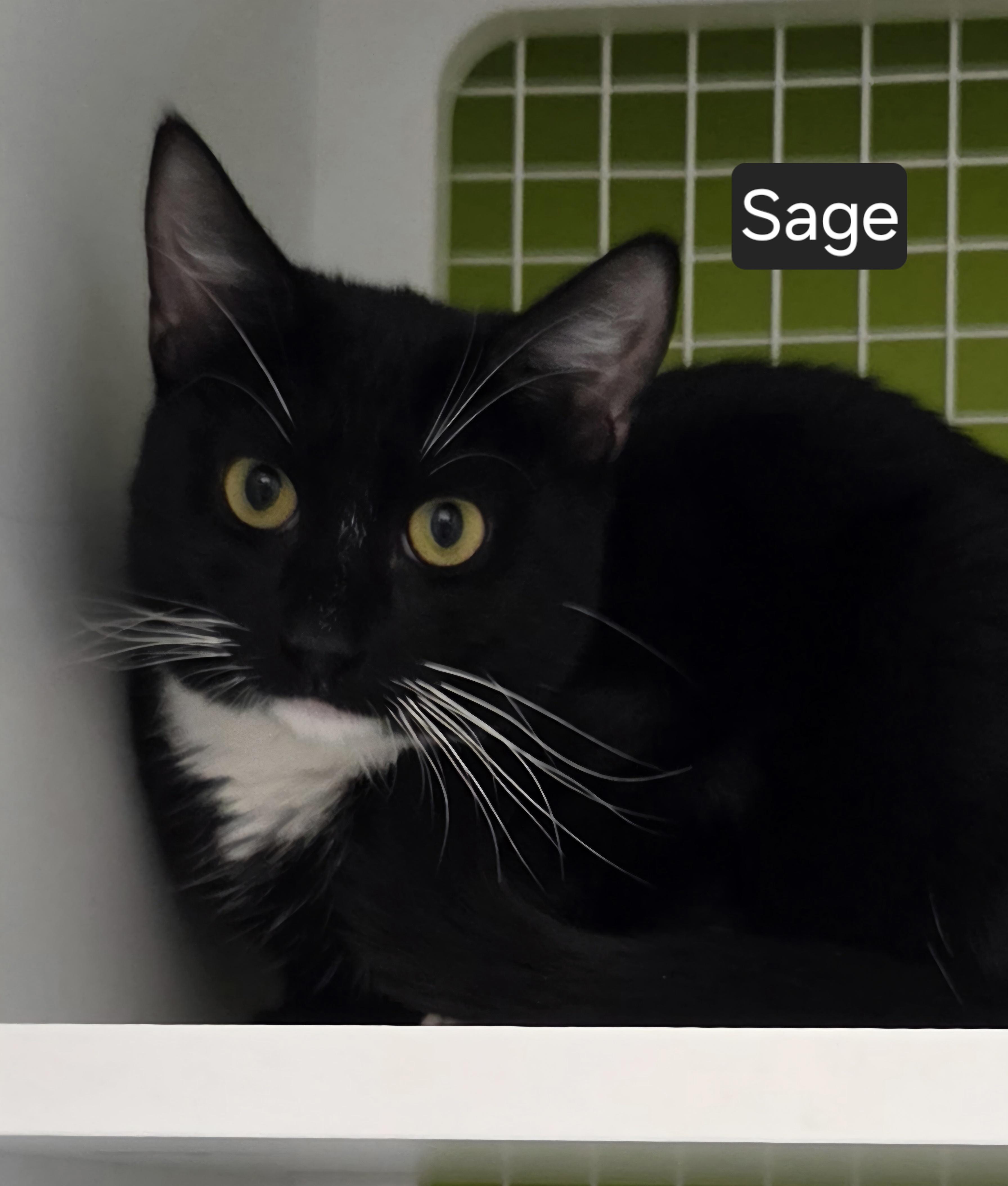 Enlarge Sage, a Adoptable Domestic Short Hair in Green Brook, NJ image 1/1