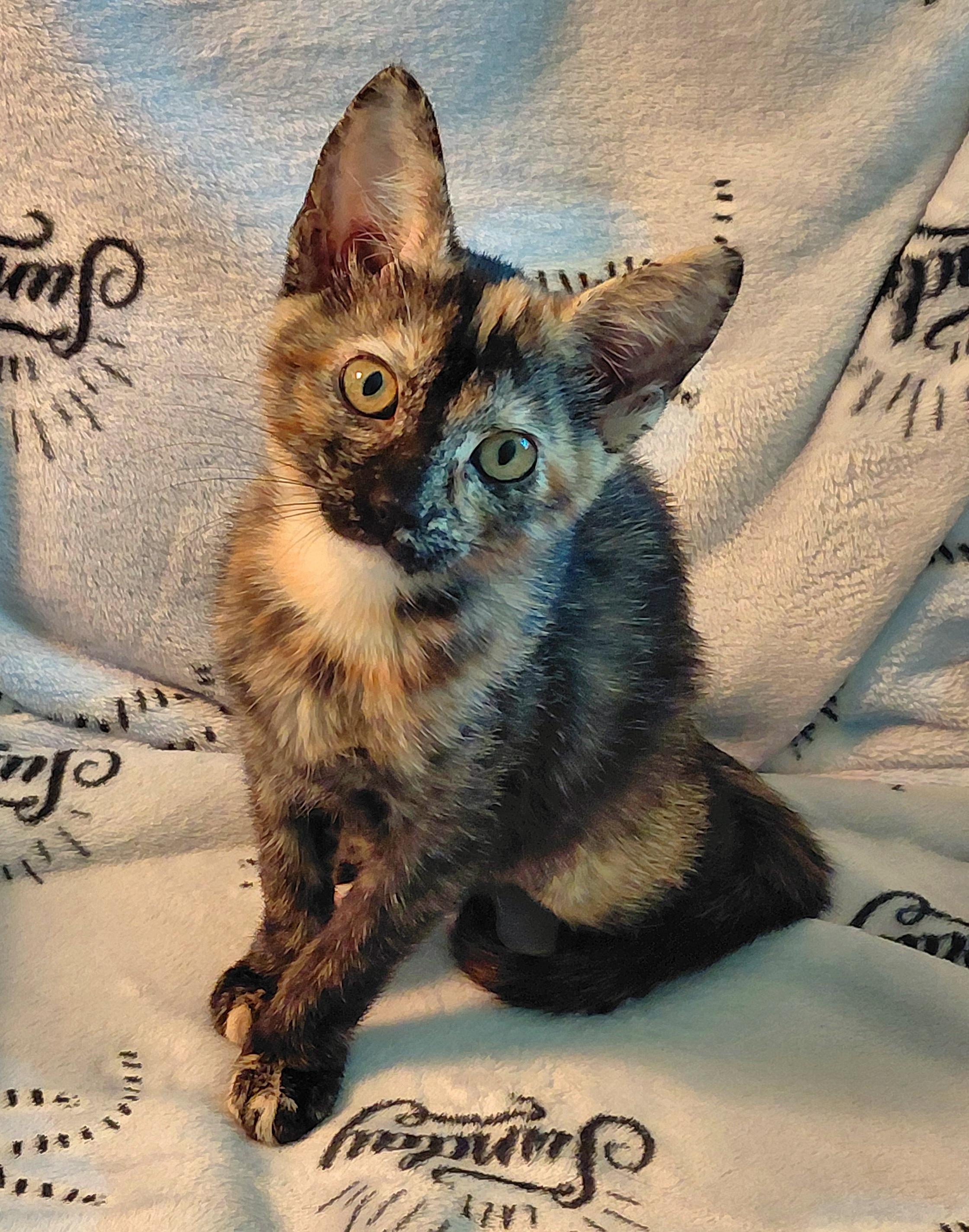 Enlarge Poppy, a Adopted mixed breed in Melbourne, FL image 1/1