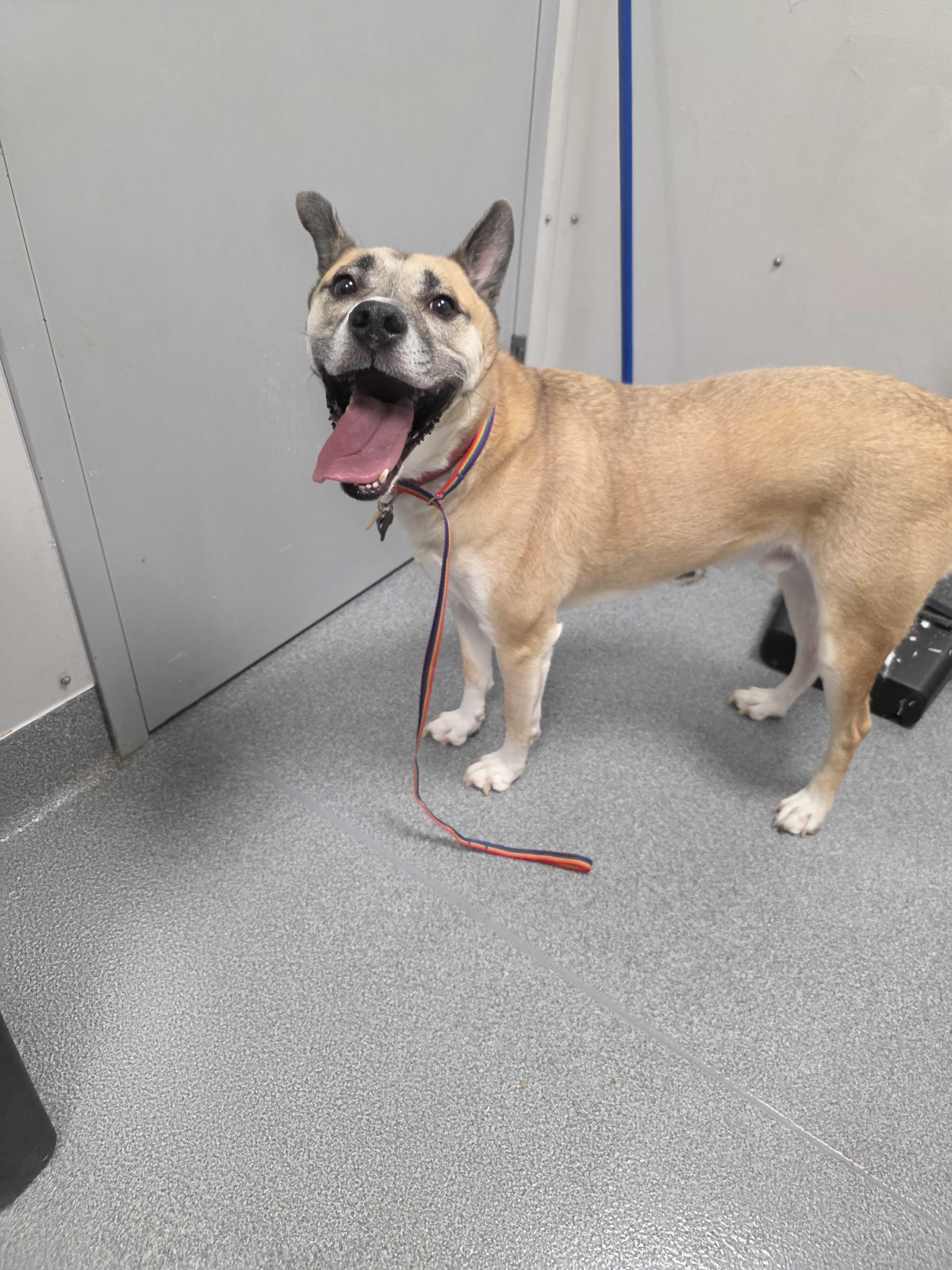 Donnie, adopted, Adult Male Bull Terrier.