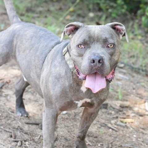 Enlarge Big Boy, a Adoptable mixed breed in Willis, TX image 2/6