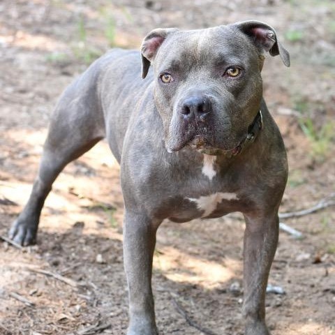 Enlarge Big Boy, a Adoptable mixed breed in Willis, TX image 3/6