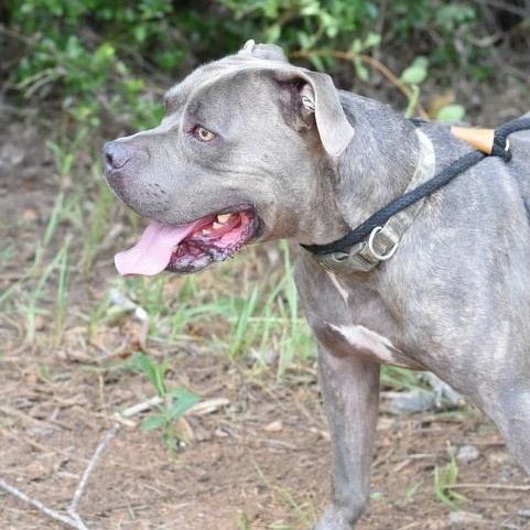 Enlarge Big Boy, a Adoptable mixed breed in Willis, TX image 5/6