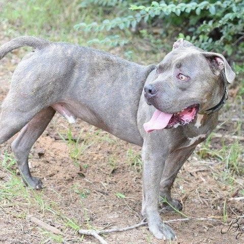 Enlarge Big Boy, a Adoptable mixed breed in Willis, TX image 6/6