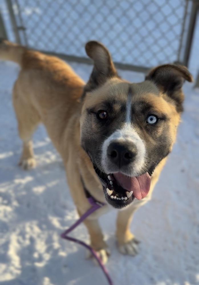 Buck, Adoptable, Adult Male Husky & Pit Bull Terrier.