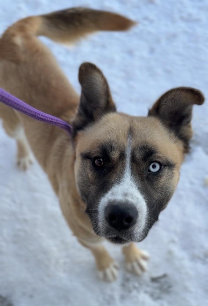 Buck, a Adoptable mixed breed in Bemidji, MN image 2/4