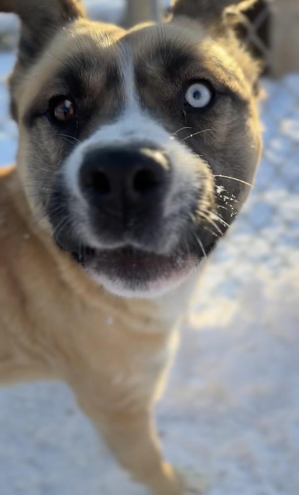 Buck, a Adoptable mixed breed in Bemidji, MN image 3/4