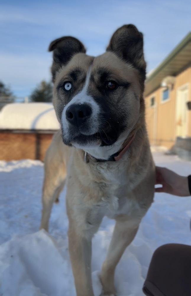 Buck, a Adoptable mixed breed in Bemidji, MN image 4/4