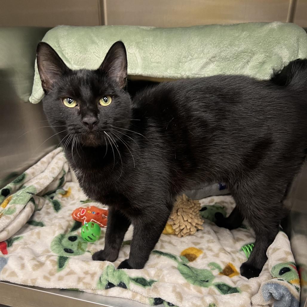 Dog, Adoptable, Young Male Domestic Short Hair.