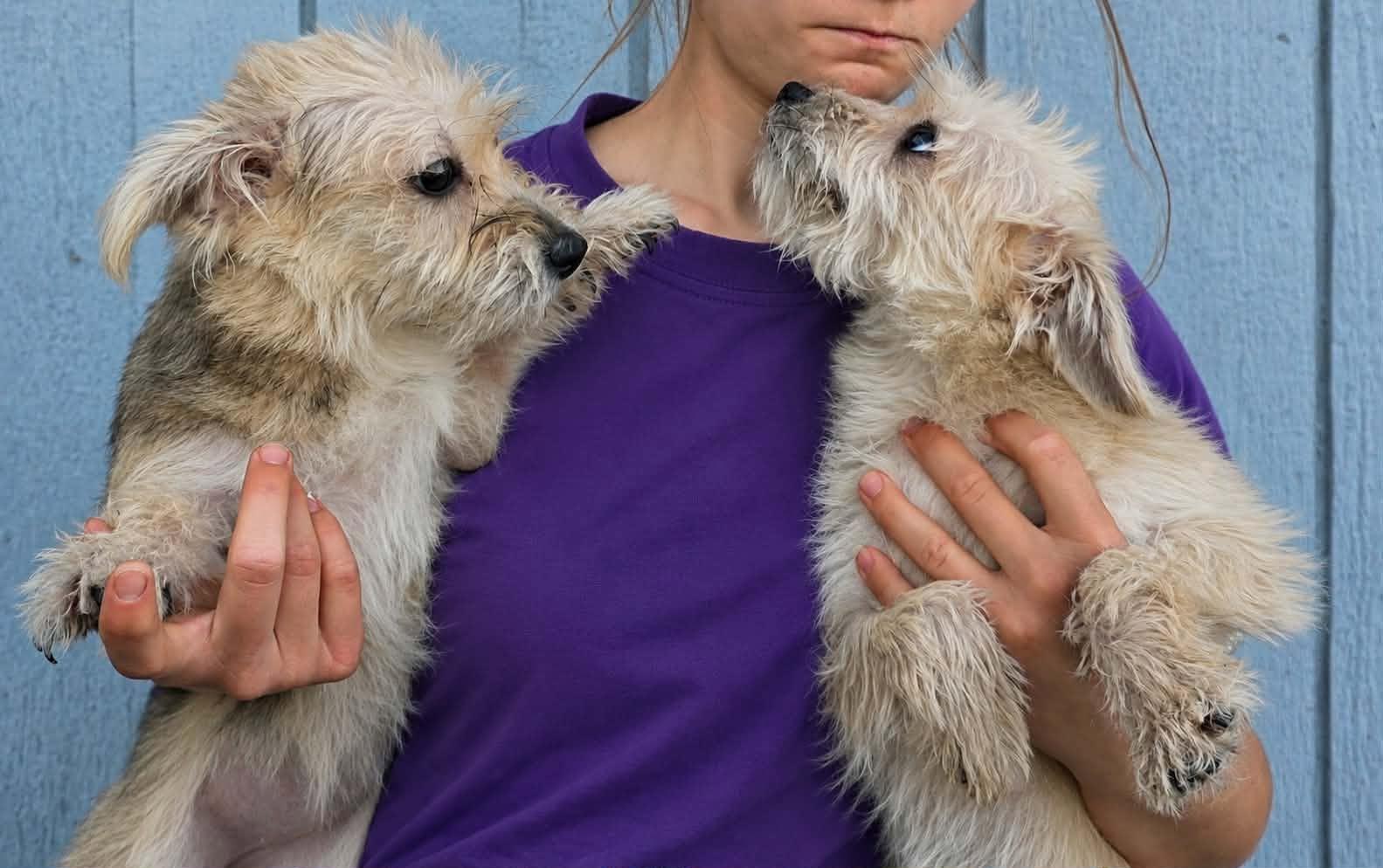 Enlarge Petunia, a Adoptable Cairn Terrier in Mukwonago, WI image 1/1
